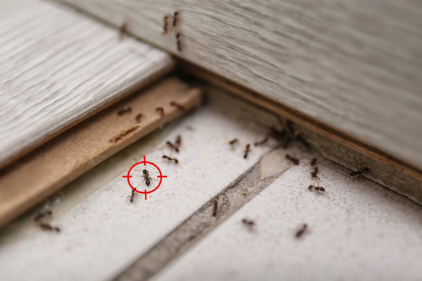 Professional Pest Control in Maugansville, MD