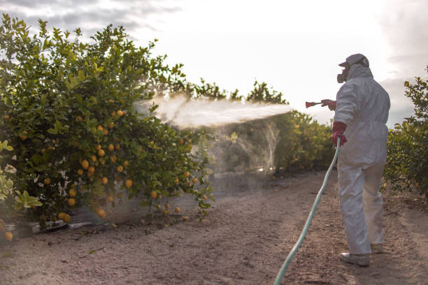 Best Termite Control Services  in Maugansville, MD